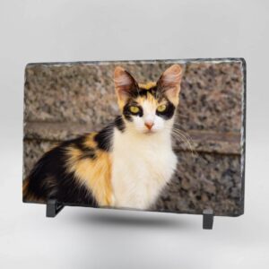 Gedenktegel rechthoek liggend kat