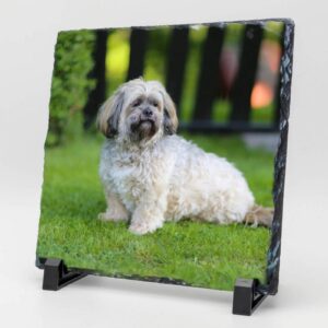 Gedenktegel vierkant hond