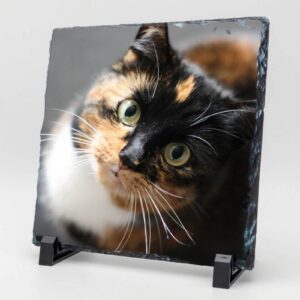 Gedenktegel vierkant poes