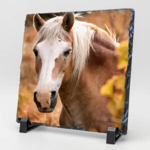 Gedenktegel vierkant paard